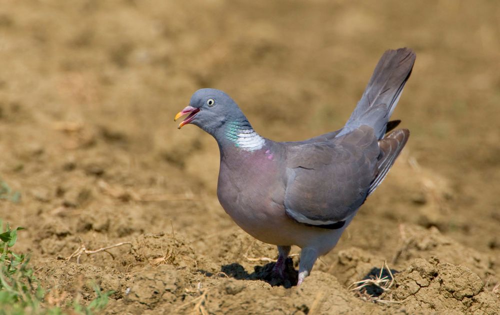 Normaal gesproken bedriegen Suradam Houtduif | Vogelbescherming