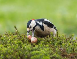 De gulzige grote bonte specht