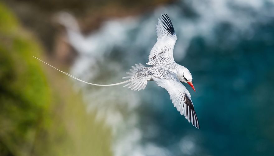 Roodsnavelkeerkringvogel / shuttersock