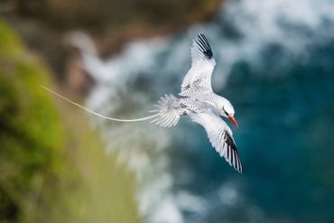 Roodsnavelkeerkringvogel / shuttersock