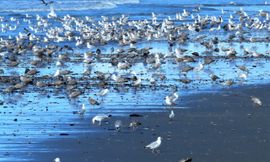 Samen naar het strand