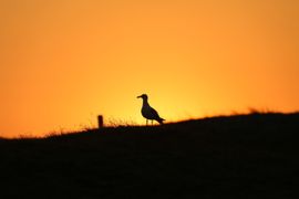 Zilvermeeuw bij ondergaande zon in de Texelse duinen