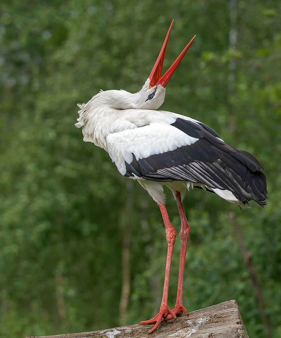 Ooievaar / Shutterstock