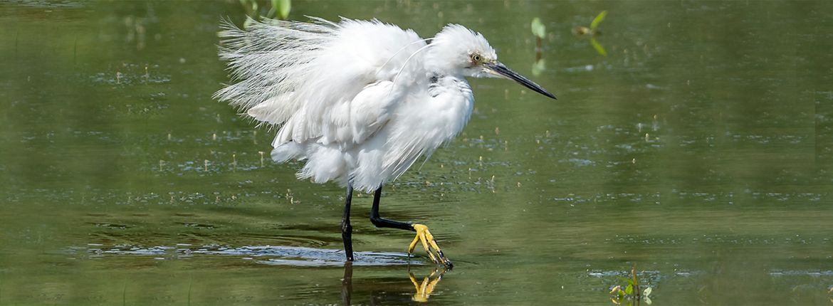 Kleine zilverreiger / Corrie de Harder - Fotogalerij