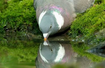 Houtduif / Jelle de Jong