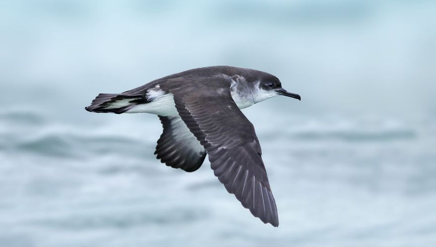 Noordse pijlstormvogel / Ruwan Aluvihare