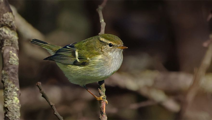 Bladkoning / Ruwan Aluvihare