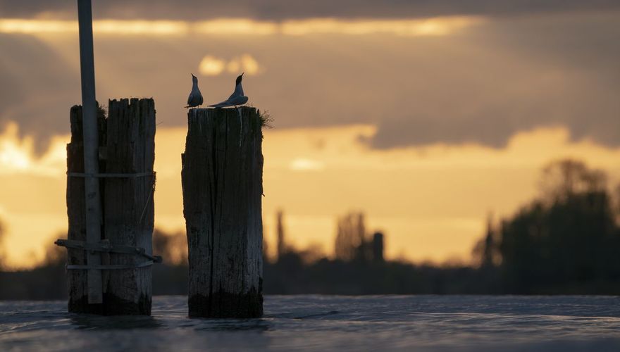 Visdief in stedelijk gebied / Bart van de Riet