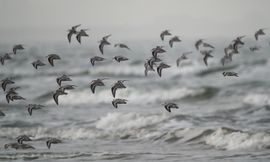 opwaaiende strandlopers