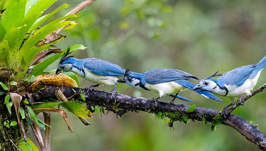Ekstergaai / Shutterstock