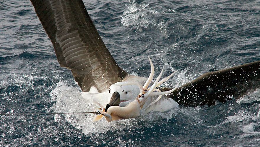 Vermelden motor Verkeerd 6 mijlpalen voor de albatros | Vogelbescherming