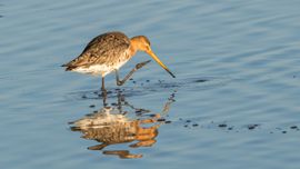 Grutto in ochtendzon
