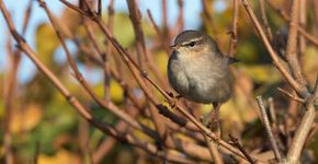 Bruine boszanger / Birdphoto