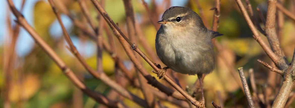 Bruine boszanger / Birdphoto