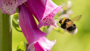 Tuin hommel / Hans Peeters