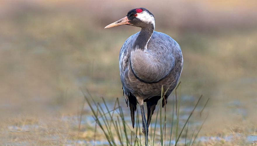 Kraanvogel / Rinus Motmans - Fotogalerij