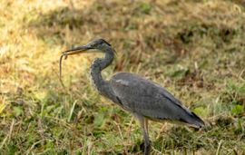 Reiger met rattestaart