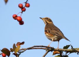 Koperwiek lonkt naar besjes