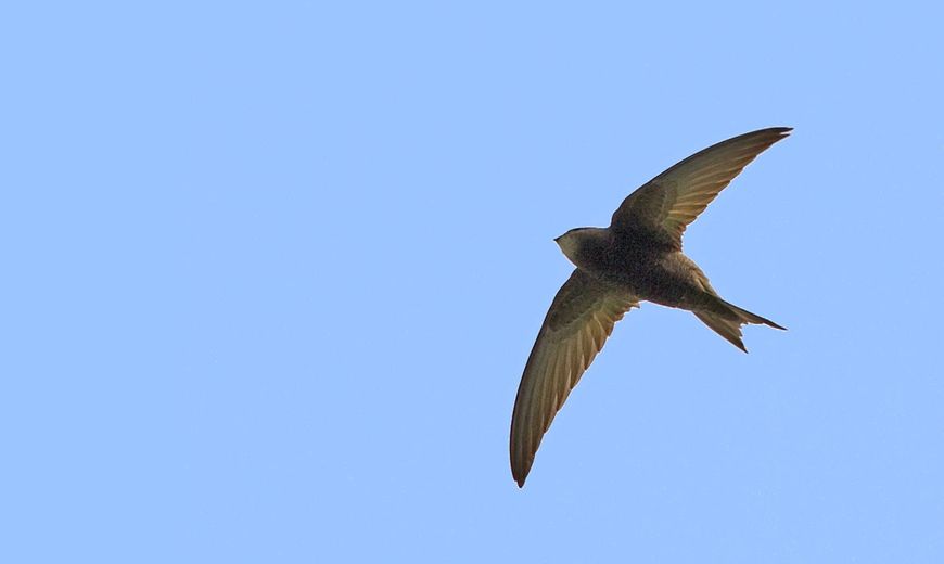 Gierzwaluw / Jouke Altenburg