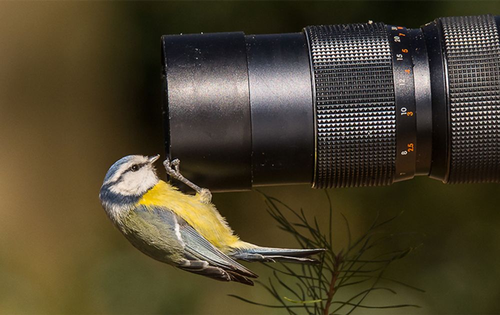 Productiecentrum Neem een ​​bad Smeren Beter één vogel voor de lens dan… | Vogelbescherming