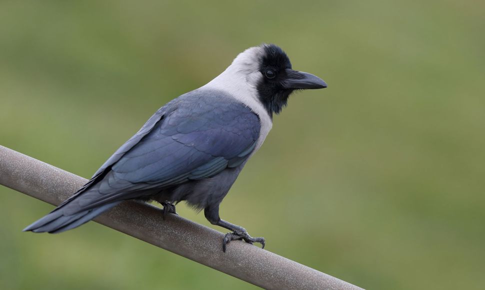 Huiskraai Vogelbescherming