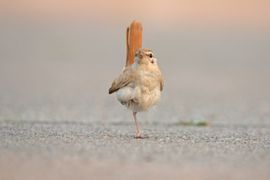 Derde waarneming Rosse Waaierstaart in Nederland