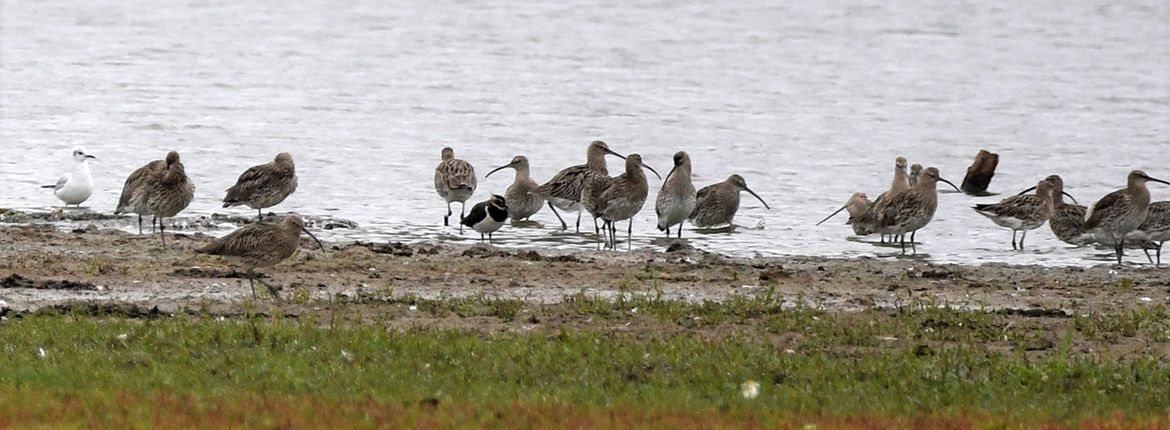 Wulpen IJsseluiterwaarden / Jan Schets