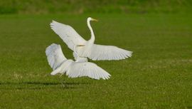 Dansende Grote zilverreiger