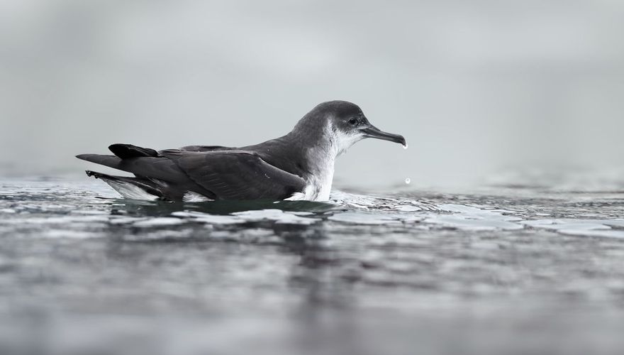 Noordse pijlstormvogel / Ruwan Aluvihare