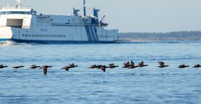 Eiders Wadden / Shutterstock