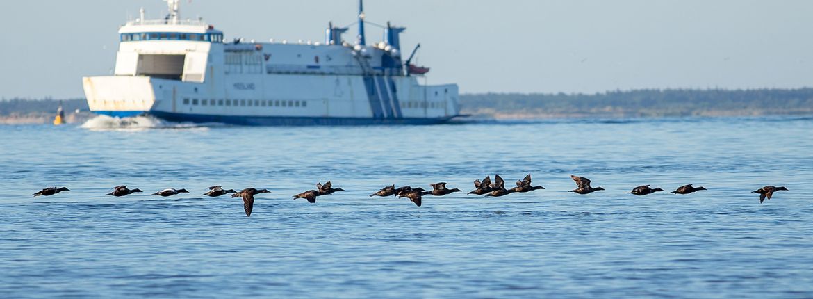 Eiders Wadden / Shutterstock