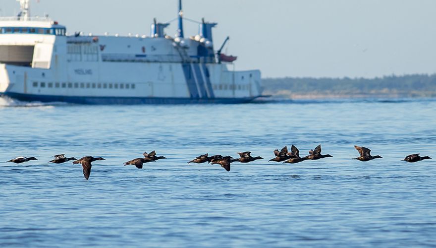 Eiders Wadden / Shutterstock