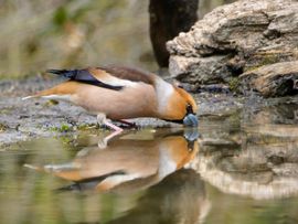 drinkende appelvink