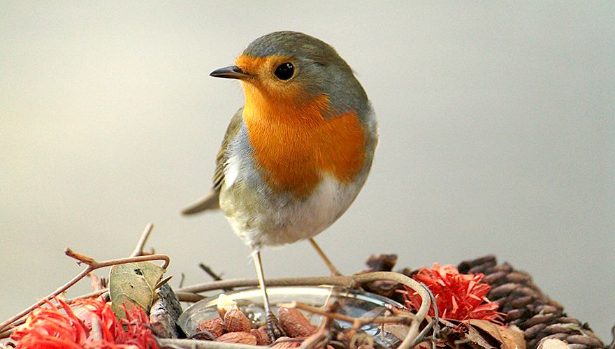 Roodborst / Nathalie Bruynen