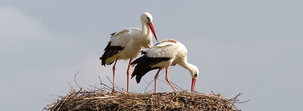 Ooievaars op nest / Jouke Altenburg