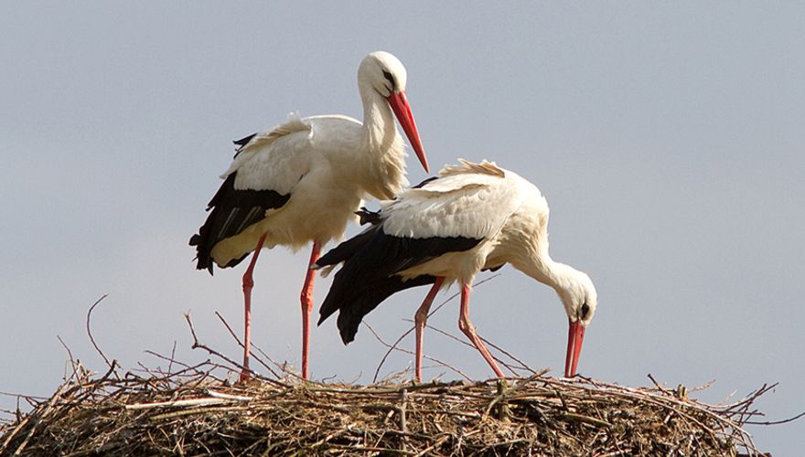 Ooievaars op nest / Jouke Altenburg