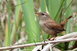 Het ongekroonde Koninkje, gelukkig maar dat deze ongekroond blijft in deze rare tijd. 3 mei 2020