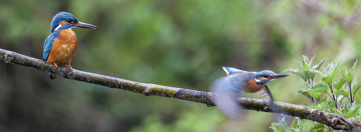 IJsvogel / Shuttertsock