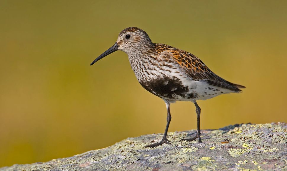 Bonte strandloper / Agami