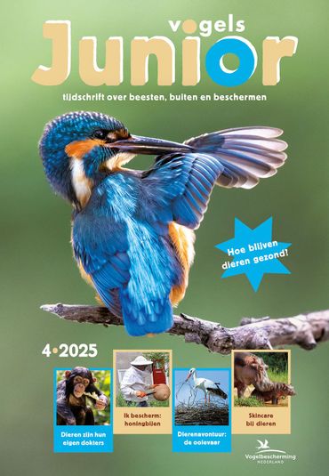 Vogels Junior 04/2025
