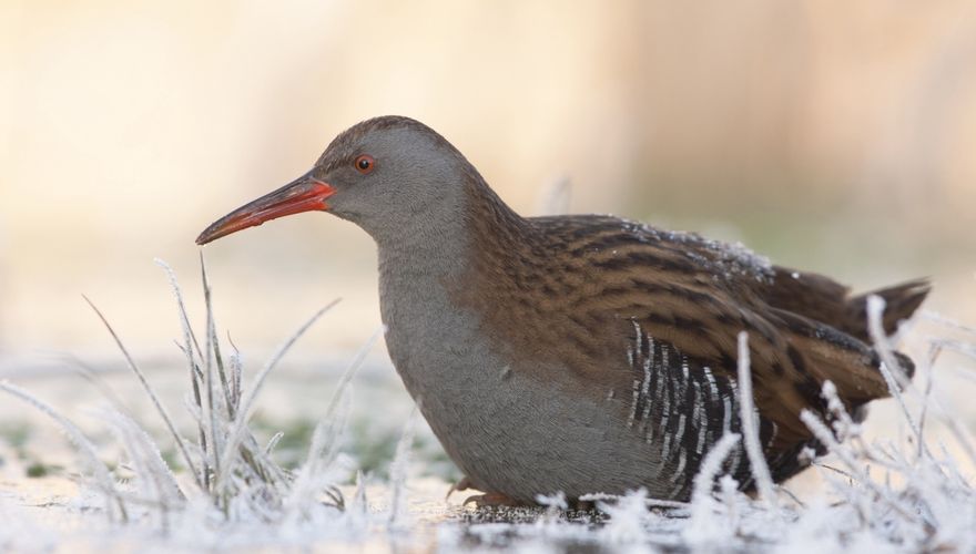 Waterral / Walter van Os Vogelfotogalerij