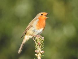 Roodborstje zingt het hoogste lied