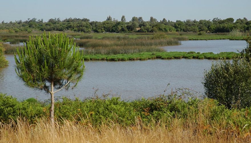 Coto Doñana / Ruud van Beusekom