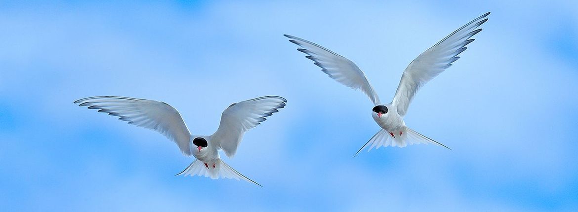 Noordse stern / Shutterstock