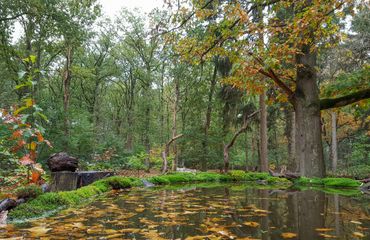 Boshut Clinge uitzicht / Hans Peeters