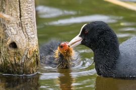 Meerkoet voert haar kuiken