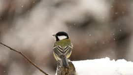 Winterse taferelen in de tuin. 