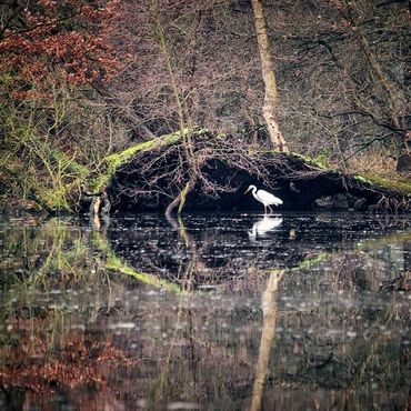 Grote zilverreiger / Karin de Jonge