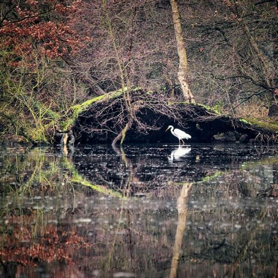 Grote zilverreiger / Karin de Jonge