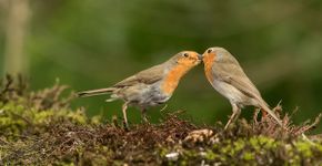 Roodborst / Mieke Bazuin Fotogalerij